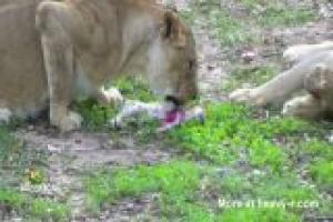 Passed Out Girl Abused