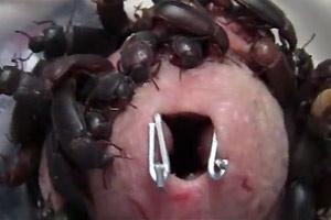 Extreme Penis Torture Porn - Insect Cock Torture Tube | BDSM Fetish